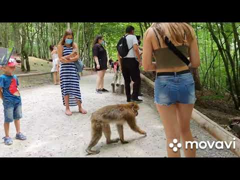 Видео: Парк обезьян в Германии/самое большое озеро в Германии