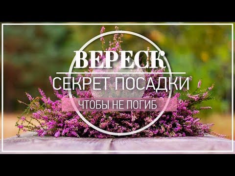 Видео: СЕКРЕТЫ посадки Вереска чтоб не погиб / Основные ошибки