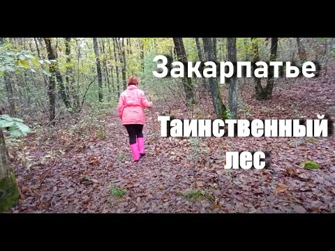 Видео: Таинственный лес. А где грибы??? Вечер у печки-чугунки.