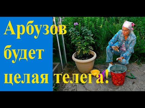 Видео: Лучшее удобрение для арбузов и дынь