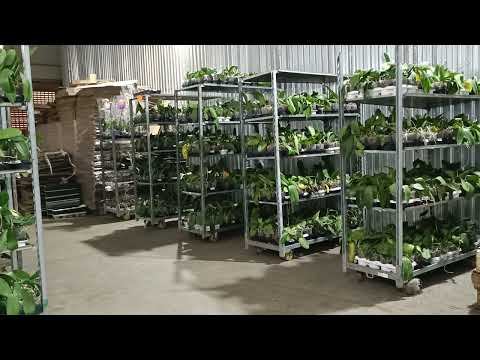 Видео: Акция Фаленопсис 120 рублей. Фуд Сити Москва. До 20 сентября.