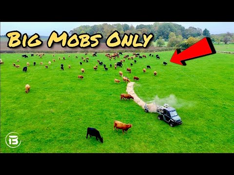 Видео: Разведение крупного рогатого скота — это просто! | Большие стада и ограждения Clipex