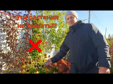 Видео: Не режьте это осенью! Иначе весной останетесь без цветов.