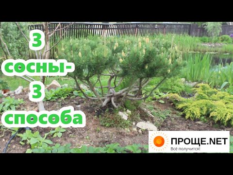 Видео: "Половая жизнь" горной сосны 🍍🍍🍍 Варианты формировки.