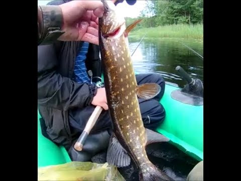 Видео: Рыбалка на озере Заслапское Псковской области. Много щуки.