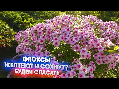 Видео: Флоксы желтеют и сохнут? Будем спасать