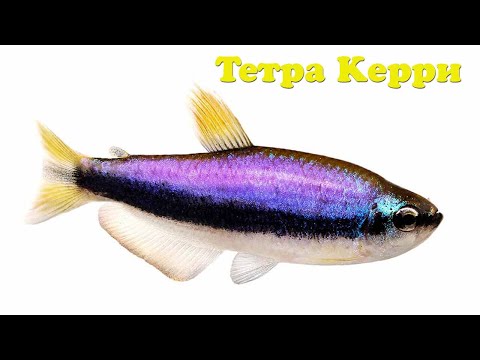 Видео: Тетра Керри - Inpaichthys kerri