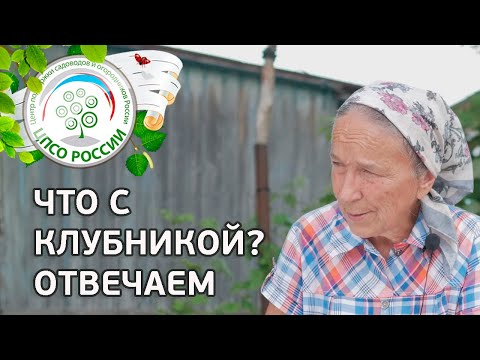 Видео: #1 🍓 ЧТО С КЛУБНИКОЙ??? КАК БОРОТЬСЯ С СЕРОЙ ГНИЛЬЮ НА КЛУБНИКЕ.