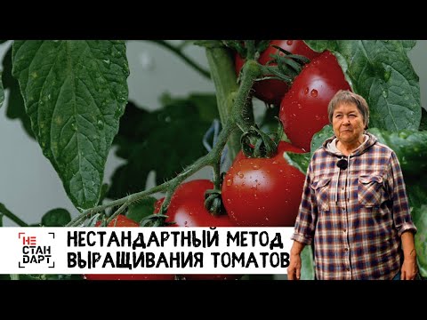 Видео: Нестандартный метод выращивания томатов / Нестандарт / Серия 10