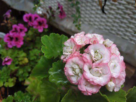 Видео: Осенняя формировка пеларгонии