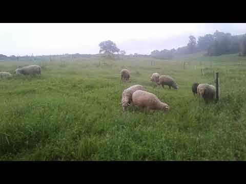 Видео: Электропастух для овец