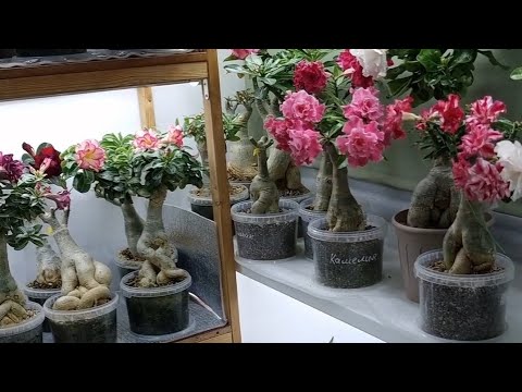 Видео: Все началось с семечка. Первые семена, посаженные мною,были из Алиэкспресс.А у вас как все началось?