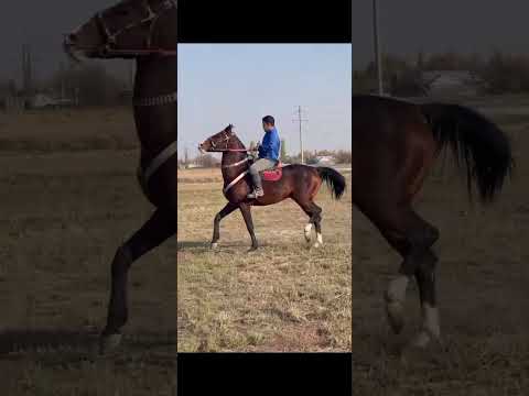Видео: 🐎🔔 Аргымак 