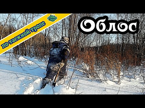 Видео: Жизнь в тайге. Один в лесу. Спасение облоса.