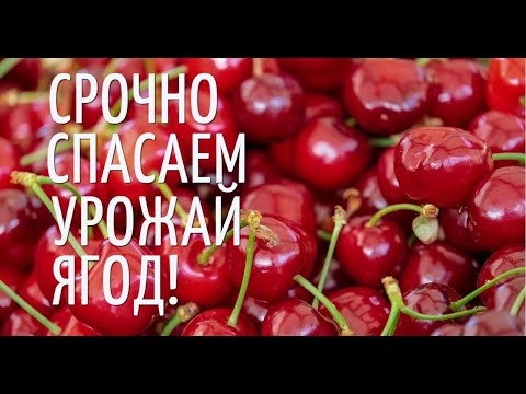 Видео: Это же надо до такого додуматься! Как спасти урожай ягод от птиц!