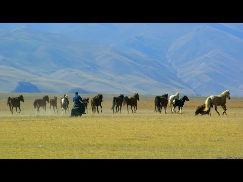 Видео: "Сапар": Аппалуза кыргыздын чаар атынан тараганбы? (Биринчи бөлүгү) - BBC Kyrgyz