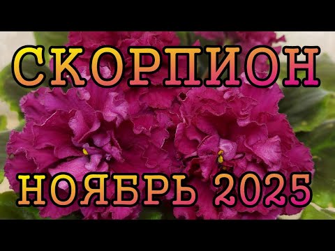 Видео: СКОРПИОН таро прогноз на НОЯБРЬ 2025 года