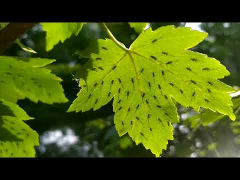 Видео: Калининград. Лампа по имени Солнце. Обман крепчает.