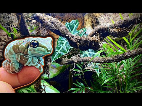 Видео: Сборка биоактивного вивария для амазонской молочной лягушки (шаг за шагом)
