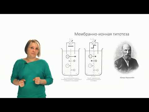 Видео: Физиология человека и животных. Биоэлектрические потенциалы (Зыбина А. М.)