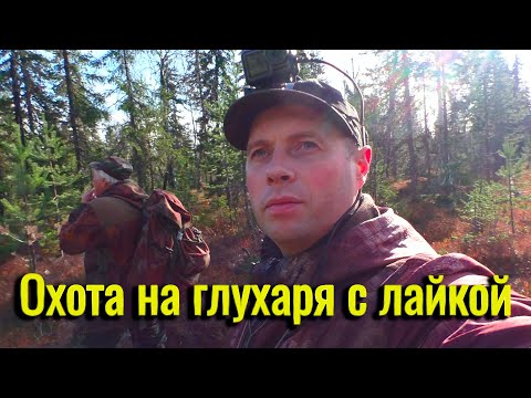 Видео: Осенняя охота на Глухаря с лайкой. Такие моменты запоминаются на всю жизнь.