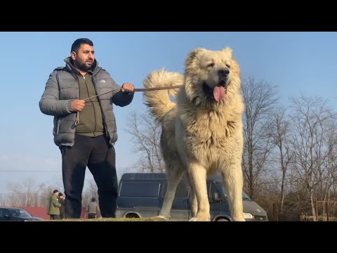 Видео: WOLF KILLER CAUCASIAN DOGS ~ ГРУЗИЯ