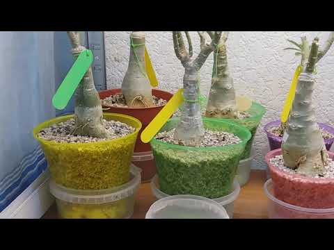 Видео: АДЕНИУМЫ. Проблема перлита. Пересадка продолжается.