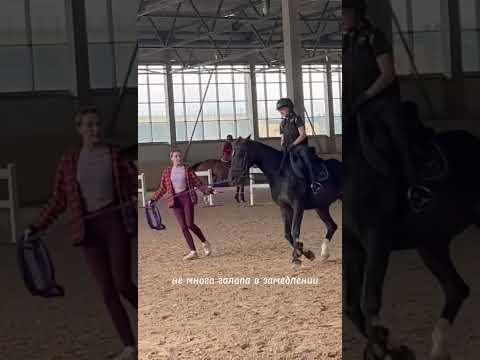 Видео: тренировка на Лусаке) #конныйспорт #кони #лошади #horsetype #галоп #riding