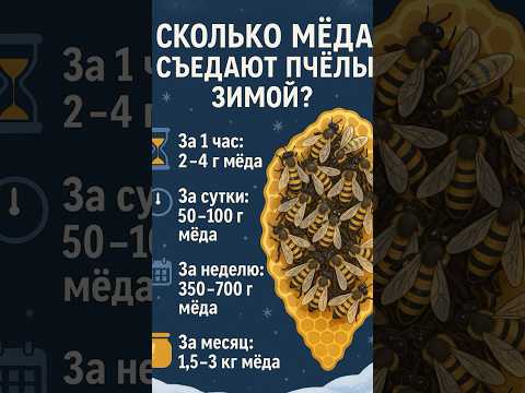 Видео: Сколько мёда съедают пчёлы зимой? 🐝 Ты удивишься!