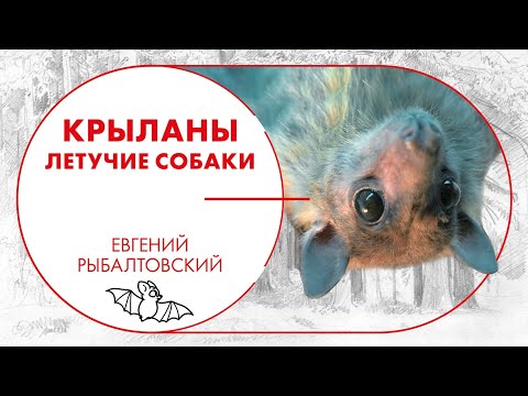 Видео: Крыланы. Летучие собаки. Евгений Рыбалтовский