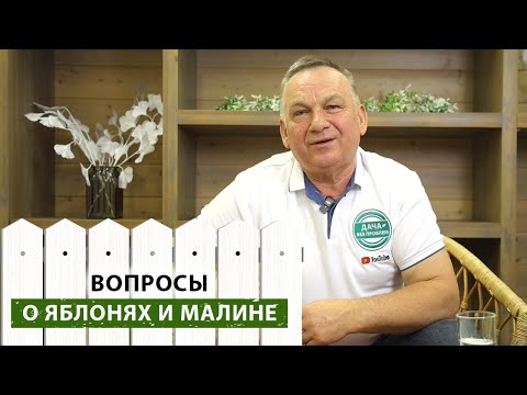 Видео: Обработали яблони, а плодожорка съела все плоды? Ремонтантная малина не плодоносит? Вопрос-ответ