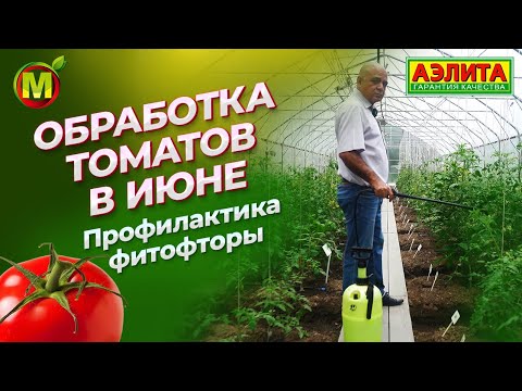 Видео: Профилактика ФИТОФТОРЫ. Обработка томатов в июне.