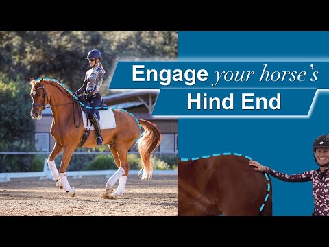 Видео: Как задействовать заднюю часть лошади!