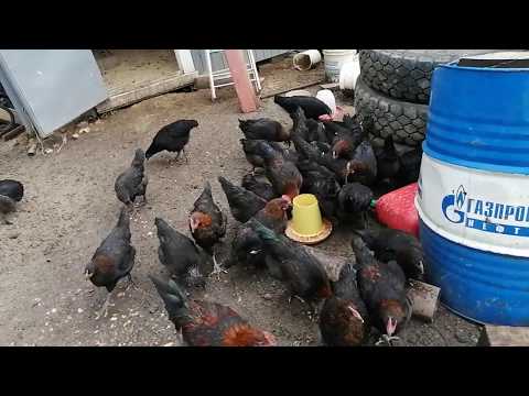 Видео: Чем лечить кур?
