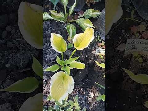 Видео: Манго Танго, Султан оф Свинг, Роял Тиара, Девон Грин, Иллюзион, Лемон Снеп и Энчиладес.