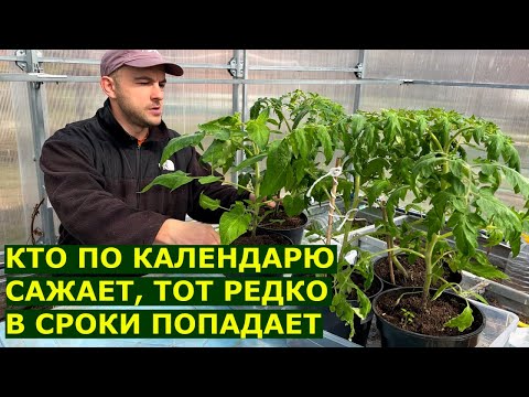 Видео: Когда сеять, высаживать томаты, перцы, баклажаны в открытый грунт и в теплицу