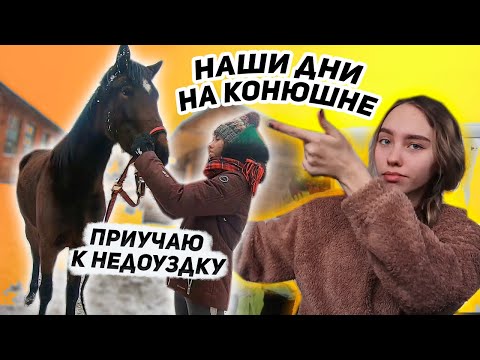 Видео: Дни на КОНЮШНЕ / Верхом от перового лица / Занятия в руках