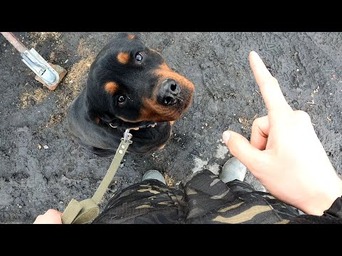 Видео: Собака подбирает с земли всякую гадость. Что делать? Ответ!