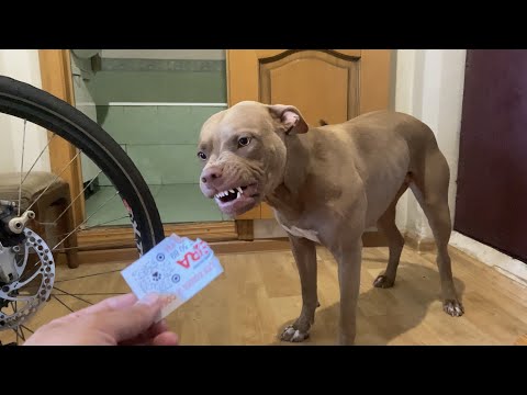 Видео: СОБАКА РЫЧИТ НА МЕНЯ ЗА ТО ЧТО Я ЕЁ РУГАЮ