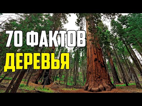 Видео: 70 ИНТЕРЕСНЫХ ФАКТОВ О ДЕРЕВЬЯХ