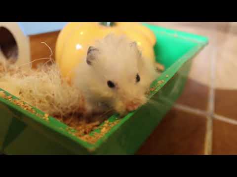 Видео: Покупки в зоомагазине. Хомяки утепляют домики.