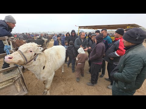 Видео: 16 ноября 2025 г. ТУРТКУЛЬ МОЛ БОЗОР НАРХЛАРИ