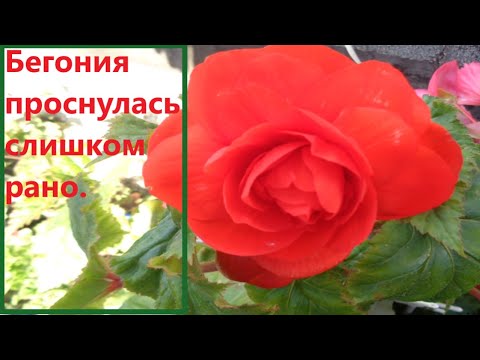 Видео: Клубни бегоний проснулись слишком рано  Что делать?