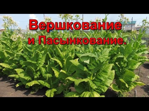 Видео: Вершкование и Пасынкование Табака.