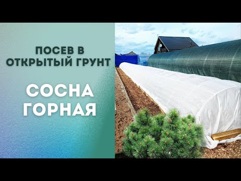 Видео: Посеяли горную сосну в открытый грунт|Мугус. Пумилио. Отказались от посева в кассеты.