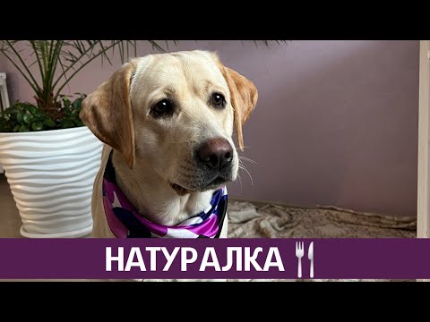 Видео: Лабрадор на натуральном кормлении, подбираем правильный рацион