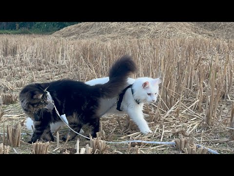 Видео: Раздаем бесплатно кофты. Лай готовит сухожилия коров - лаосский деликатес. Побег мейн кунов