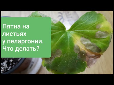 Видео: Пятна на пеларгонии. Как вылечить. Как отличить от ржавчины