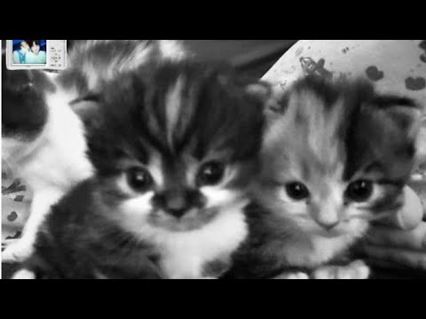 Видео: nana? в прямом эфире!