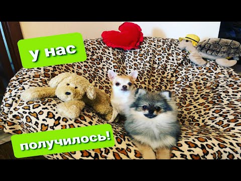 Видео: Эпилепсия у собак | часть 3 | три месяца лечения | результат